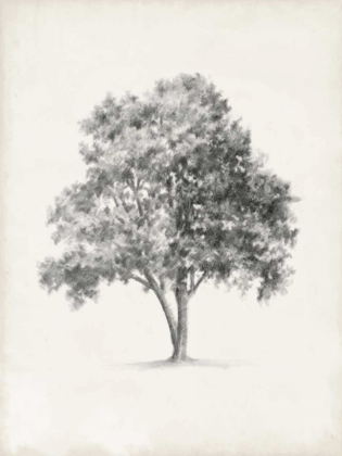 Picture of VINTAGE ARBOR STUDY I