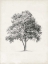 Picture of VINTAGE ARBOR STUDY I