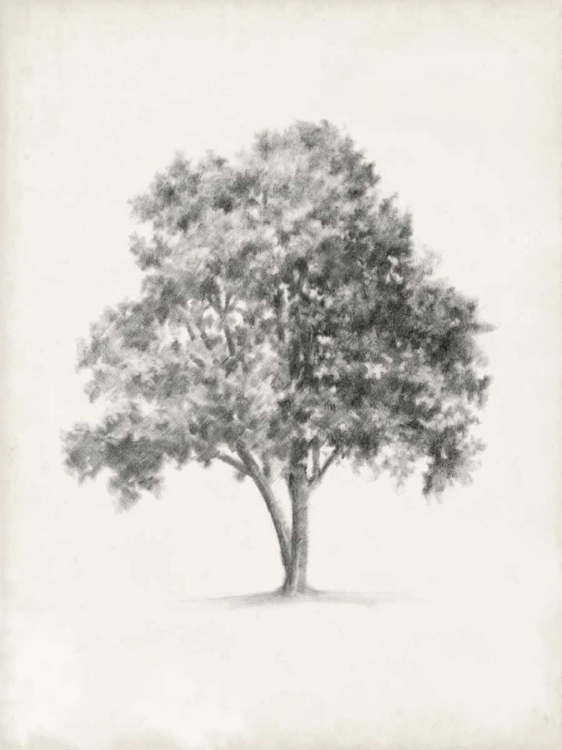 Picture of VINTAGE ARBOR STUDY I