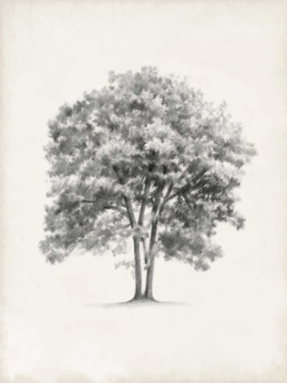 Picture of VINTAGE ARBOR STUDY II