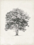 Picture of VINTAGE ARBOR STUDY II