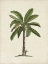 Picture of BRITISH PALMS II