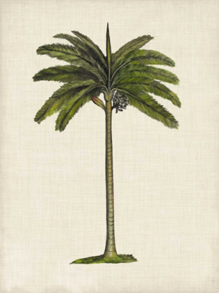 Picture of BRITISH PALMS IV