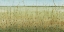 Picture of EDGE OF THE FIELD II