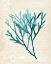 Picture of TEAL SEAWEED III