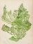 Picture of VINTAGE CORAL COLLECTION II