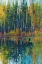 Picture of PINE REFLECTION I