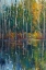 Picture of PINE REFLECTION II