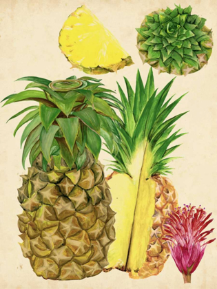 Picture of TROPICAL PINEAPPLE STUDY I