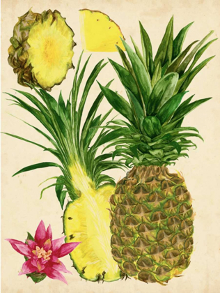 Picture of TROPICAL PINEAPPLE STUDY II