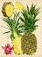Picture of TROPICAL PINEAPPLE STUDY II