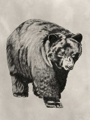 Picture of PEN AND INK BEAR I