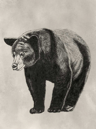 Picture of PEN AND INK BEAR II