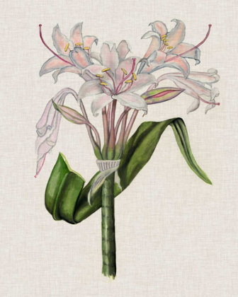 Picture of CRINIUM LILY II