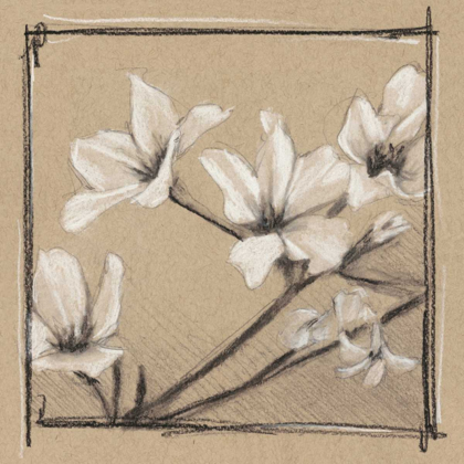 Picture of WHITE FLORAL STUDY I