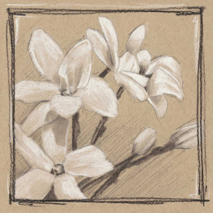 Picture of WHITE FLORAL STUDY III
