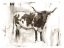 Picture of LONGHORN STUDY I