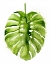 Picture of MONSTERA I
