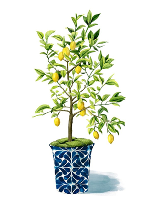 Picture of FRUIT TREE II