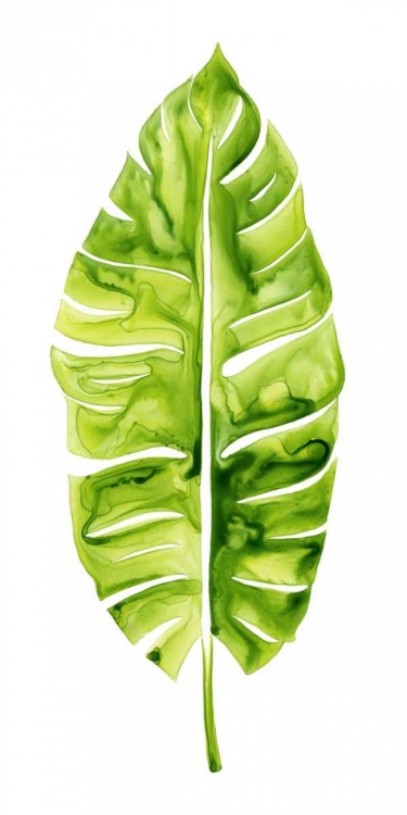 Picture of BANANA LEAF STUDY I