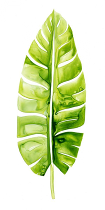 Picture of BANANA LEAF STUDY II