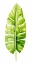 Picture of BANANA LEAF STUDY II