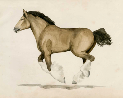 Picture of CLYDESDALE II