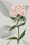 Picture of BOTANICAL ARRANGEMENT III