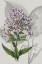 Picture of BOTANICAL ARRANGEMENT VI