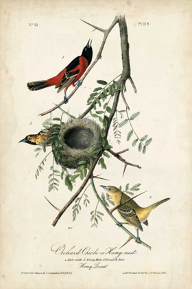 Picture of ORCHARD ORIOLES