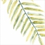 Picture of VERDANT IMPRESSIONS III
