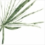 Picture of VERDANT IMPRESSIONS VI