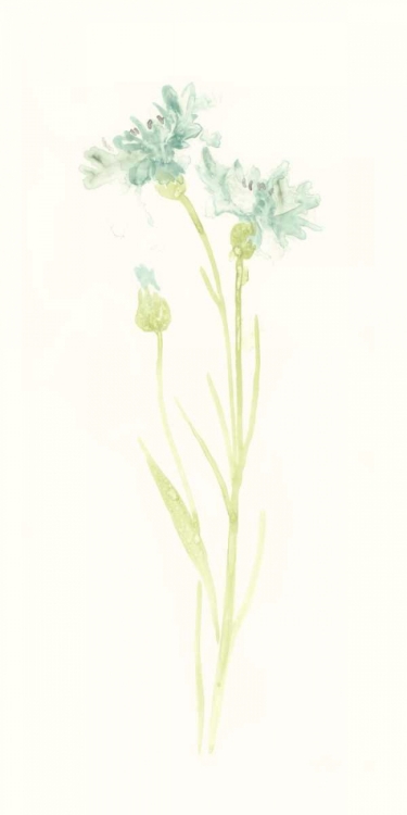 Picture of CORNFLOWER STUDY I