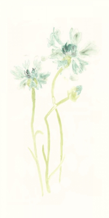 Picture of CORNFLOWER STUDY II