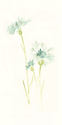 Picture of CORNFLOWER STUDY III