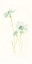 Picture of CORNFLOWER STUDY III
