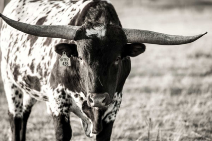 Picture of LONGHORN PORTRAIT