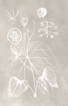 Picture of BOTANICAL SCHEMATIC II