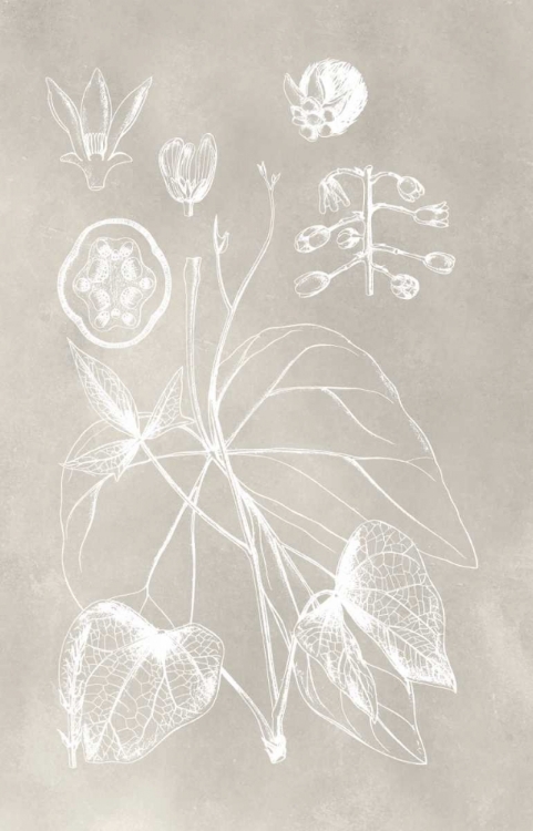 Picture of BOTANICAL SCHEMATIC II