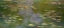 Picture of WATER LILIES I