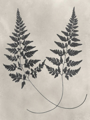 Picture of VINTAGE FERN STUDY I
