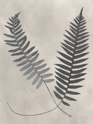 Picture of VINTAGE FERN STUDY III