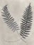 Picture of VINTAGE FERN STUDY III
