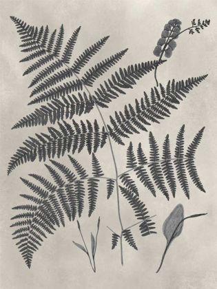 Picture of VINTAGE FERN STUDY IV