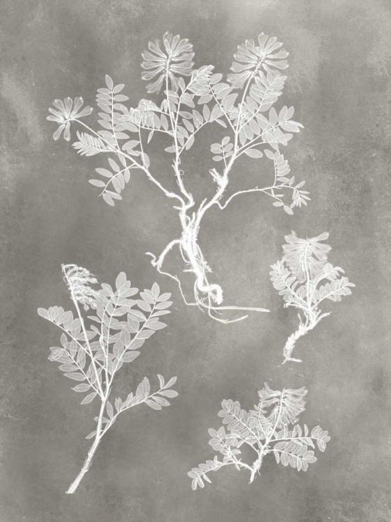 Picture of HERBARIUM STUDY II