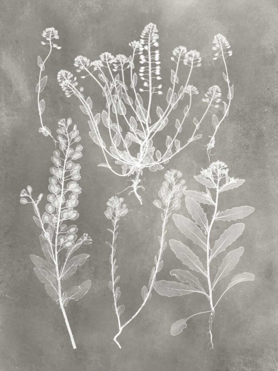 Picture of HERBARIUM STUDY III