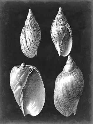 Picture of ALABASTER SHELLS III