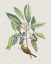 Picture of STUDIES IN NATURE IV
