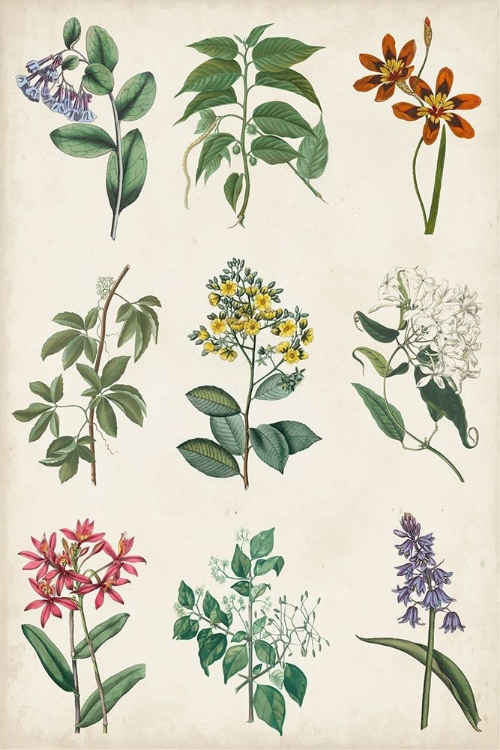 Picture of BOTANICAL CHART I