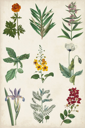 Picture of BOTANICAL CHART II
